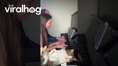 Snoozing Piano Cat Drops Toy || ViralHog