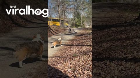 Dog Waits for Kids to Get Off Bus || ViralHog