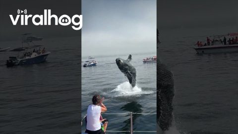 Baby Whale Breaches in Front of Boat || ViralHog