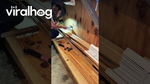 Trapped Kitten Removed From Shed Walls || ViralHog