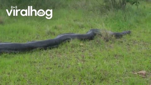 Massive African Rock Python Spotted in Ballito || ViralHog