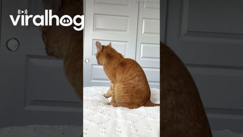 Orange Cat Chases Pesky Tail || ViralHog