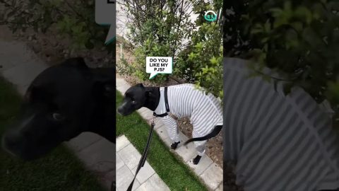 Dog Looks For Best Scratching Spot || ViralHog