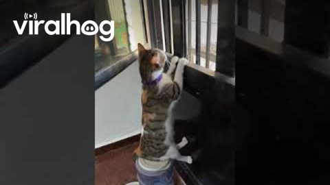 Cat Sits On Food Dispenser And Observes World Outside Window || ViralHog