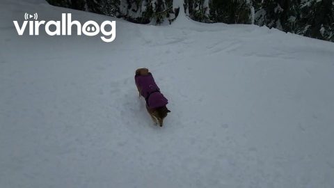 Skiing an Alpine Trail With My Shiba Inu Dog Maru || ViralHog