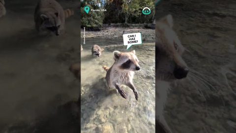 Cool Coon Chilling Spot || ViralHog