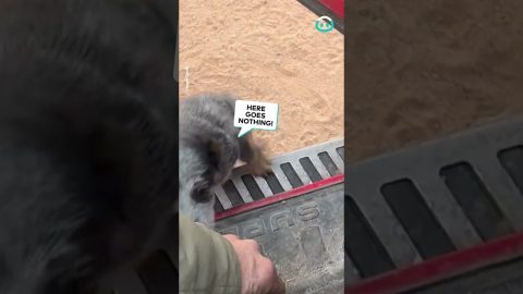 Puppy's First Time Jumping Into Truck || ViralHog