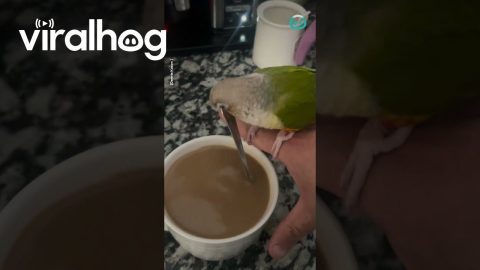 Pickle The Barista Bird Loves To Stir Coffee || ViralHog
