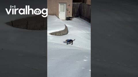 Miniature Schnauzer Slips and Slides in New Boots || ViralHog