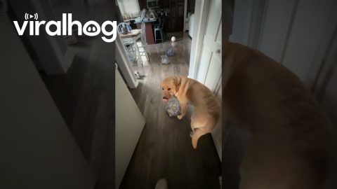 Labrador Retriever Trained To Carry Groceries For Owner || ViralHog