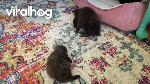 Three Rambunctious Kittens Play On Carpet || ViralHog