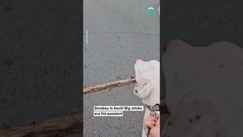 Dog Walks With Street-Lenght Stick || ViralHog