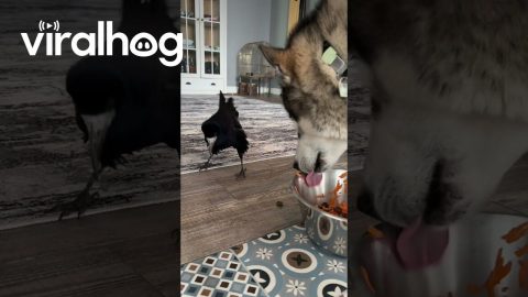 Rook Takes Food From Malamute || ViralHog