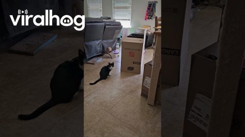 Cat Paw Hilariously Shuffles Haunted Moving Box || ViralHog
