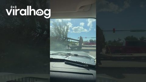 Truck Drags Tree Down Road || ViralHog