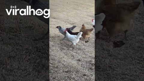 Wind Threatens To Blow Chickens Away || ViralHog