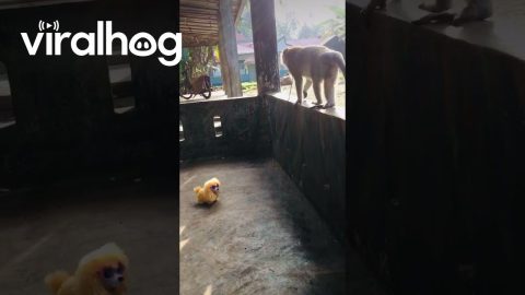 Long-tailed Macaque Confounded By Toy Dog || ViralHog