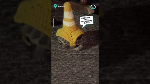 Tortoise Gets A Crocheted Warning Cone || ViralHog
