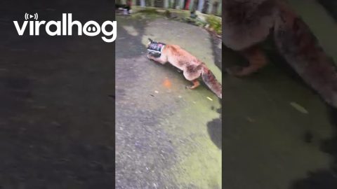 Helping a Fox With Its Head Stuck in a Bag of Chips || ViralHog