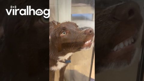 Funny Protest From the Shower || ViralHog