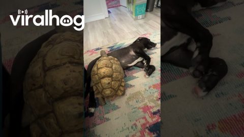 Tortoise Attempts Climb Over Dog Brother || ViralHog