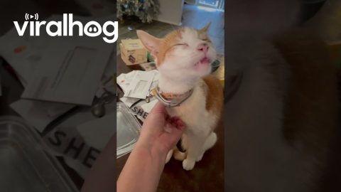 Anyone Else’s Cat Have a Lick Button? || ViralHog