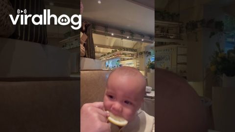 Baby Scrunches Away From First Lemon Taste || ViralHog