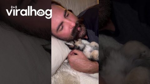 Puppy Plays With Owner's Mustache || ViralHog