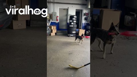 Hockey Baseball With Cattle Dog || ViralHog