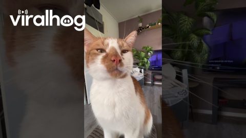 Cat Drinks Water Dripped From Straw || ViralHog