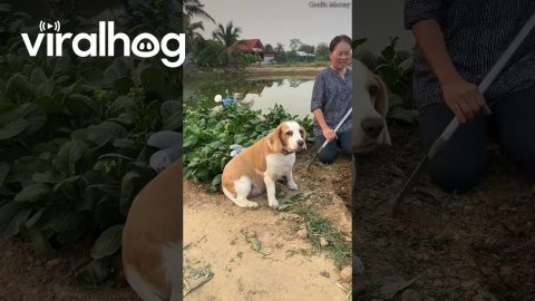 Bird Fails To Slide Down Beagle || ViralHog