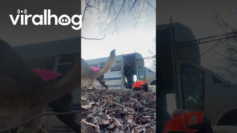 Graceful Bark Bus Exits Are Overrated || ViralHog