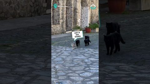 The Meowfia Walks The City || ViralHog