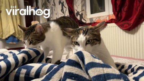 Two Cats Suck and Knead On Blanket || ViralHog