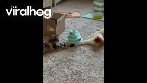 Cats Compete Over Ball On Shared Toy || ViralHog