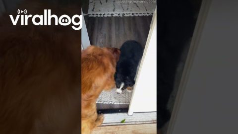 The Moment Our Golden Met His Little Brother || ViralHog