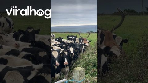 Stag Hides In Cow Herd || ViralHog