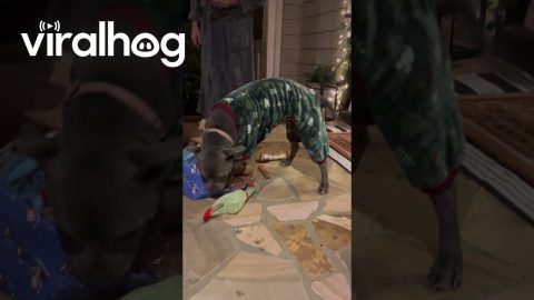 Merry Christmas For Pitbull In Pajamas || ViralHog