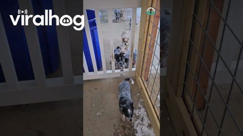 Puppies Sprint In For Supper || ViralHog
