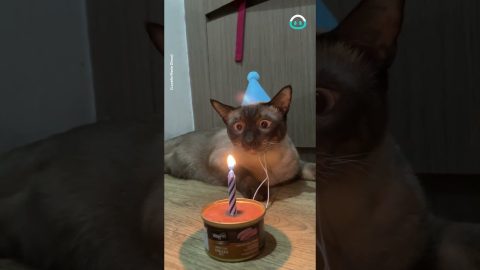 Happy Birthday In Meow Language || ViralHog