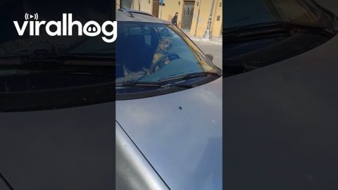Impatient Dog Honks Car Horn || ViralHog