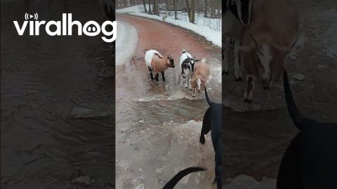 Fainting Goat Fails to Cross Water || ViralHog