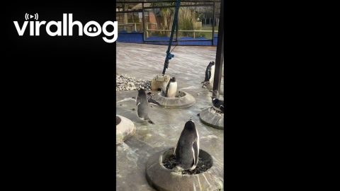 Penguin Tries to Make Nest for Mate || ViralHog