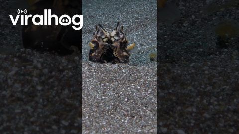 Flamboyant Cuttlefish Pleased With Catch || ViralHog