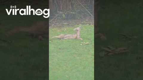 Coyote Plays With Dog Toy In Yard || ViralHog