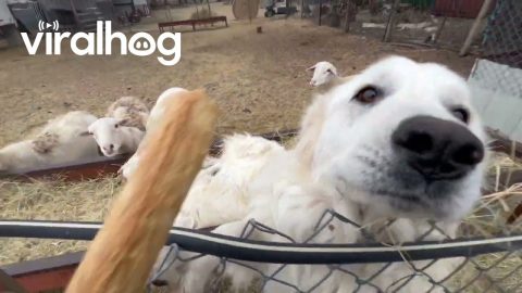 Livestock Guardian Dogs Get Rewarded for Their Hard Work || ViralHog