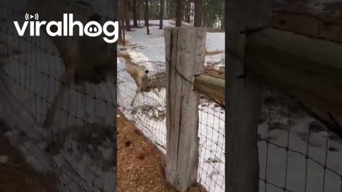 Driver Frees Deer Caught In Fence || ViralHog