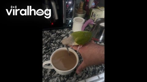 Pickle the Barista Bird Loves to Stir My Coffee Every Morning || ViralHog