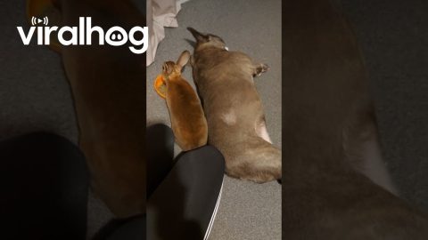 Bunny Bonks French Bulldog || ViralHog