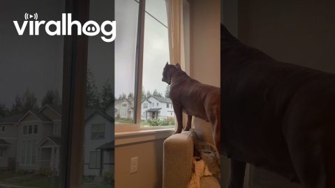 Daughter Copies Dog's Inside Bark || ViralHog
